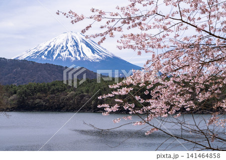 西湖湖畔に咲く満開の桜と富士山の春風景 141464858
