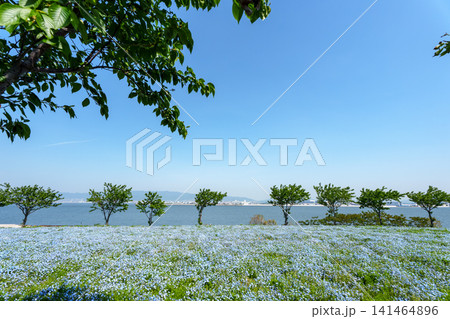 青空へ向かって一面に広がる満開のネモフィラ畑と海の風景 141464896
