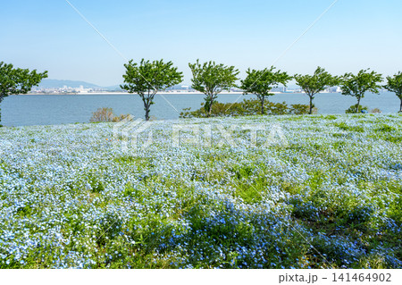 青空へ向かって一面に広がる満開のネモフィラ畑と海の風景 青空へ向かって一面に広がる満開のネモフィラ畑と海の風景 141464902