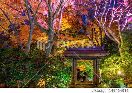 庭園の紅葉したもみじ 庭園の紅葉したもみじ 141464912