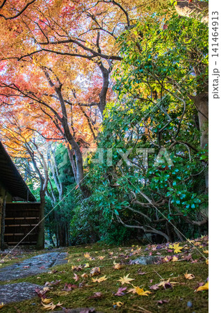庭園の紅葉したもみじ 庭園の紅葉したもみじ 141464913