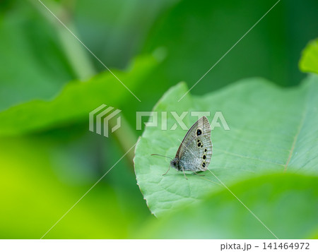 ヒメウラナミジャノメ ヒメウラナミジャノメ 141464972
