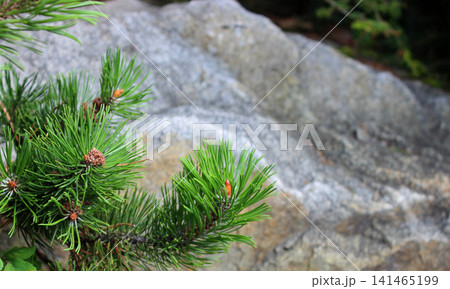 Pine branches with young cones against a background of washed out granite rock. Plants against stones stock image for nature backgrounds 141465199