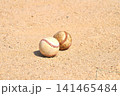 土のグラウンドに転がる1球の野球ボール 141465484