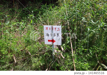 広瀬川河川敷、おとり鮎販売所標識 広瀬川河川敷、おとり鮎販売所標識 141465516