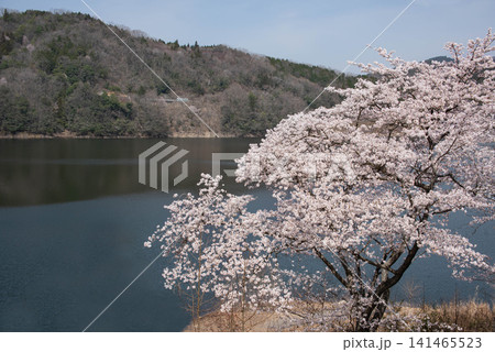 湖畔に咲く満開の桜と湖面の春景色 コピースペース 湖畔に咲く満開の桜と湖面の春景色 コピースペース 141465523