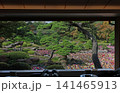 ダリア 141465913
