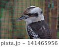 ワライカワセミ 141465956