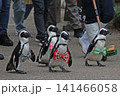 ペンギンの行進 141466058