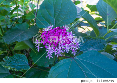 ボタンクサギが薄いピンクの花を咲かせました ボタンクサギが薄いピンクの花を咲かせました 141466249