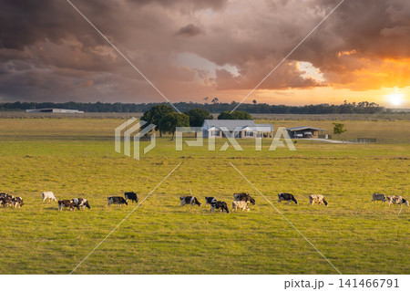 Organic milk and beef production. Small family business of free range cows grazing on green farm pasture. Feeding of cattle on farmland grassland 141466791