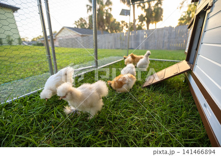 Keeping domestic chicken in free range chicken coop on home backyard. Poultry hen house with green grass in suburban garden Keeping domestic chicken in free range chicken coop on home backyard. Poultry hen house with green grass in suburban garden 141466894