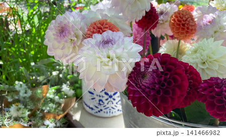 Colorful dahlia flowers blooming in vases outdoors in sunny garden Colorful dahlia flowers blooming in vases outdoors in sunny garden 141466982