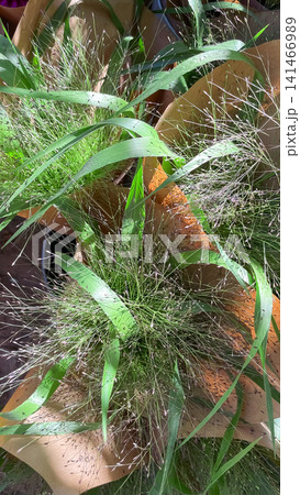 Decorative ornamental grass bouquets wrapped in brown craft paper Decorative ornamental grass bouquets wrapped in brown craft paper 141466989