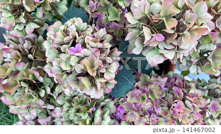Muted pink and green hydrangea macrophylla flowers background pattern Muted pink and green hydrangea macrophylla flowers background pattern 141467002