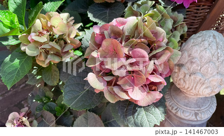 Pink and green hydrangea macrophylla blooming in a garden setting Pink and green hydrangea macrophylla blooming in a garden setting 141467003