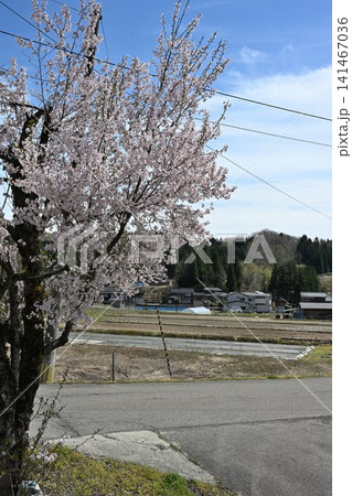北五百川の棚田と桜の里山風景(新潟県三条市下田) 北五百川の棚田と桜の里山風景(新潟県三条市下田) 141467036