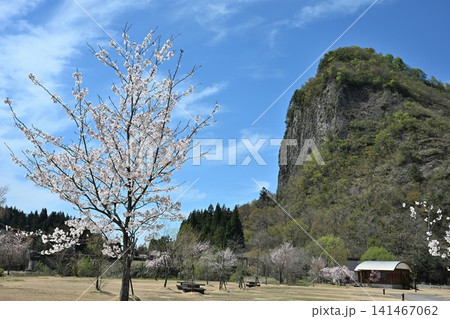春の八木ヶ鼻と桜の風景(新潟県三条市下田) 春の八木ヶ鼻と桜の風景(新潟県三条市下田) 141467062