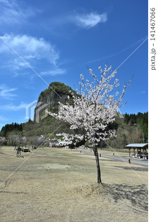 春の八木ヶ鼻と桜の風景(新潟県三条市下田) 春の八木ヶ鼻と桜の風景(新潟県三条市下田) 141467066