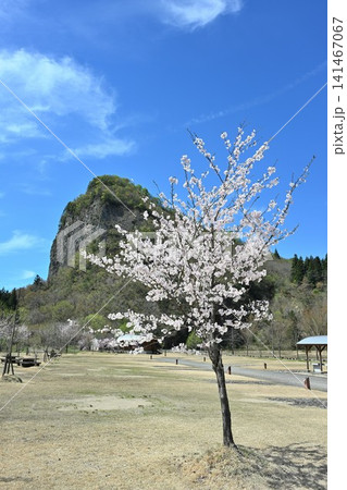 春の八木ヶ鼻と桜の風景(新潟県三条市下田) 春の八木ヶ鼻と桜の風景(新潟県三条市下田) 141467067