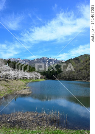 粟ヶ岳県民休養地の桜と加茂水源地(新潟県加茂市) 粟ヶ岳県民休養地の桜と加茂水源地(新潟県加茂市) 141467085