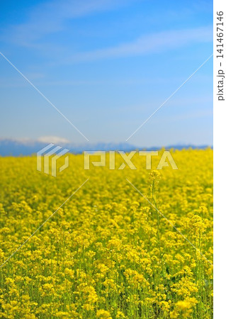 福島潟に広がる菜の花畑と飯豊連峰（新潟県新潟市北区） 141467146