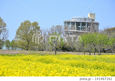 福島潟の菜の花とビュー福島潟(新潟県新潟市北区) 福島潟の菜の花とビュー福島潟(新潟県新潟市北区) 141467162