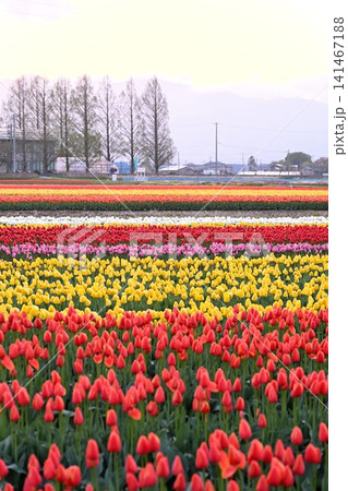 朝日に染まる五泉市のチューリップ畑(新潟県五泉市) 朝日に染まる五泉市のチューリップ畑(新潟県五泉市) 141467188