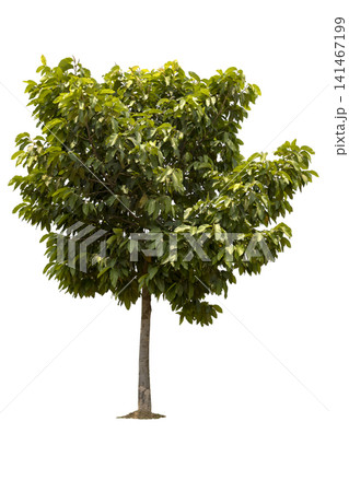 A big tree isolated on white background. Used for design, advertising and architecture. A big tree isolated on white background. Used for design, advertising and architecture. 141467199