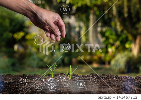 Farmer giving granulated fertilizer to young seedling sprout plants. Farmer giving granulated fertilizer to young seedling sprout plants. 141467212