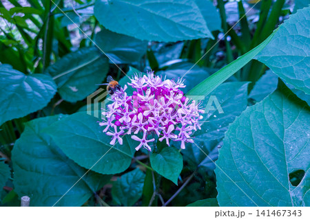 ボタンクサギが薄いピンクの花を咲かせました ボタンクサギが薄いピンクの花を咲かせました 141467343