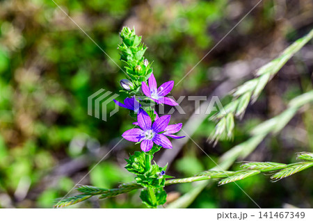 キキョウソウの青い花 キキョウソウの青い花 141467349