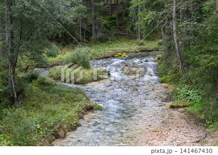 Clear mountain stream winding around mossy stones in dense conifer woodland Clear mountain stream winding around mossy stones in dense conifer woodland 141467430