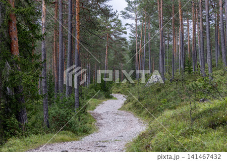 Curving white gravel footpath beside a boulder in dense Dolomite pine forest Curving white gravel footpath beside a boulder in dense Dolomite pine forest 141467432