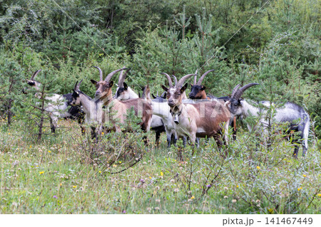 Dense mixed horned goat herd standing among young pine saplings in woodland Dense mixed horned goat herd standing among young pine saplings in woodland 141467449