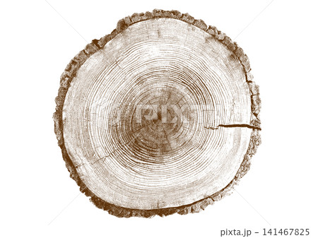 Close up view of a tree stump showing detailed growth rings and dark bark texture 141467825