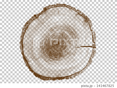 Close up view of a tree stump showing detailed growth rings and dark bark texture 141467825