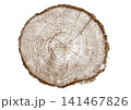 Close up view of a tree stump showing detailed growth rings and bark texture Close up view of a tree stump showing detailed growth rings and bark texture 141467826
