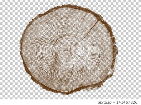 Close up view of a tree stump showing detailed growth rings and bark texture 141467826