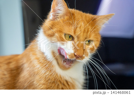 A ginger cat licks its tongue. Pet nutrition and feeding. Tasty cat snacks. Healthy pet appetite. Dietary preferences. A ginger cat licks its tongue. Pet nutrition and feeding. Tasty cat snacks. Healthy pet appetite. Dietary preferences. 141468061