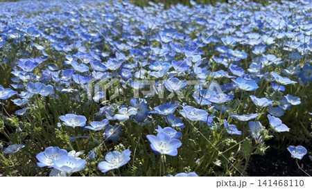 ネモフィラ:青い清楚な花が一面に広がる ネモフィラ:青い清楚な花が一面に広がる 141468110