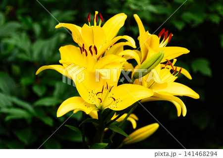 Vibrant Yellow Asiatic Lily Flowers Blooming Against a Lush Green Background Vibrant Yellow Asiatic Lily Flowers Blooming Against a Lush Green Background 141468294