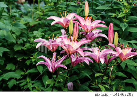 Elegant Pink Lily Flowers with Fresh Buds in a Green Summer Garden Elegant Pink Lily Flowers with Fresh Buds in a Green Summer Garden 141468298