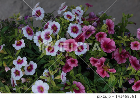 Vibrant white, pink, and purple calibrachoa flowers blooming together 141468361