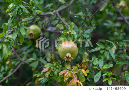 Pomegranate fruit growing on tree branches surrounded by lush green leaves in garden setting Pomegranate fruit growing on tree branches surrounded by lush green leaves in garden setting 141468409