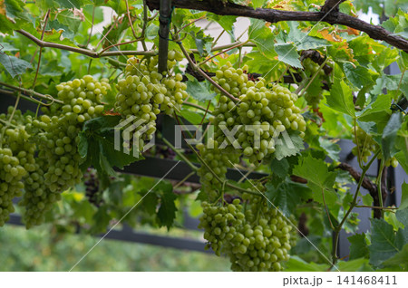Green grapes hanging from vine with lush leaves in vineyard setting, close-up view of clusters Green grapes hanging from vine with lush leaves in vineyard setting, close-up view of clusters 141468411