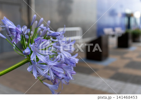 爽やかな青紫のアガパンサスが咲く夏の花景色 爽やかな青紫のアガパンサスが咲く夏の花景色 141468453