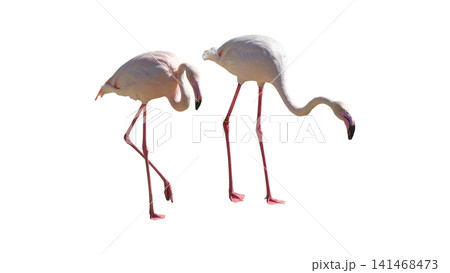 Beautiful pink flamingo standing isolated on a white background 141468473