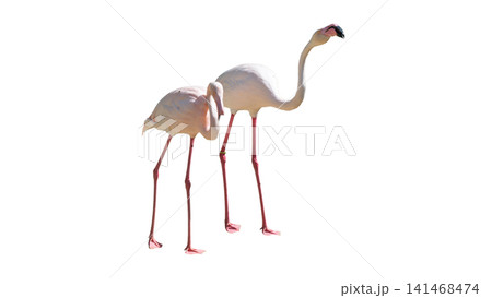 Beautiful pink flamingo standing isolated on a white background Beautiful pink flamingo standing isolated on a white background 141468474