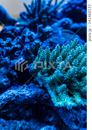 青く輝く海底世界とアクアリウムのサンゴ礁テクスチャ 青く輝く海底世界とアクアリウムのサンゴ礁テクスチャ 141468533